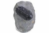Detailed Austerops Trilobite - Ofaten, Morocco #359607-2